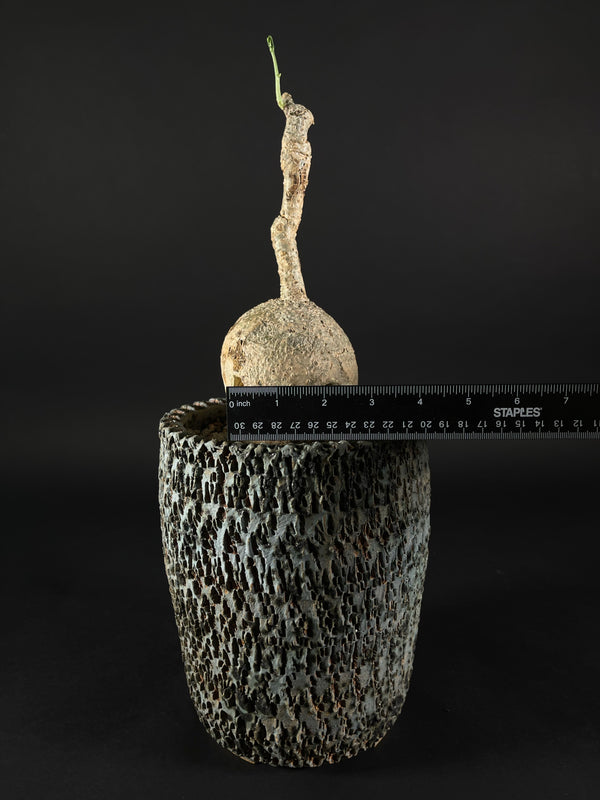 Adenia Metamorpha Specimen