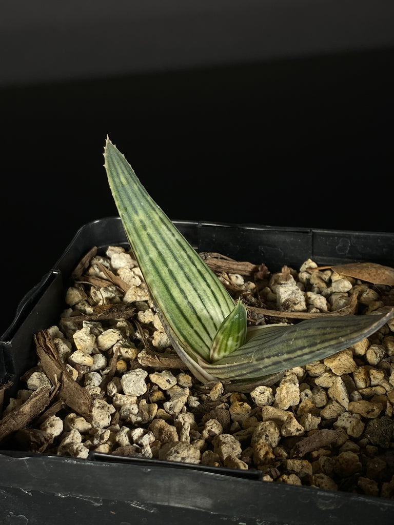 aloe-karajbergensis