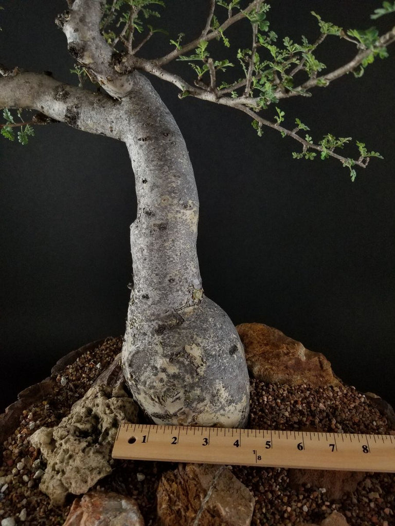 Pachycormis Discolor specimen B