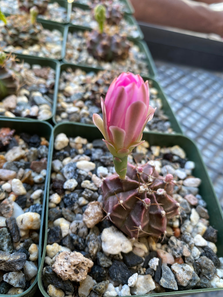 Gymnocalycium Friedrichii