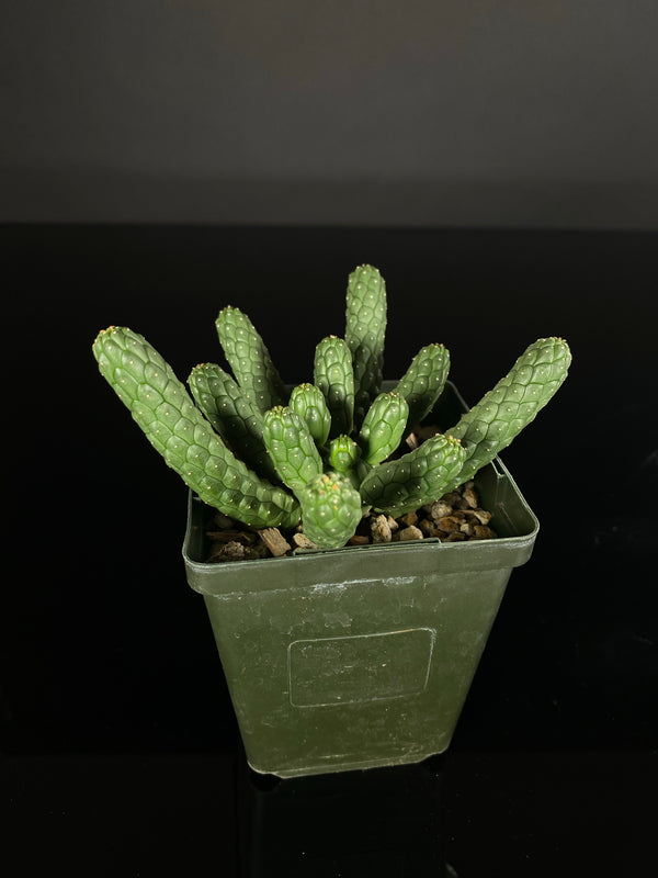 Euphorbia-Inermis-Huttonae