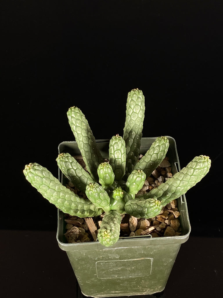 Euphorbia-Inermis-Huttonae